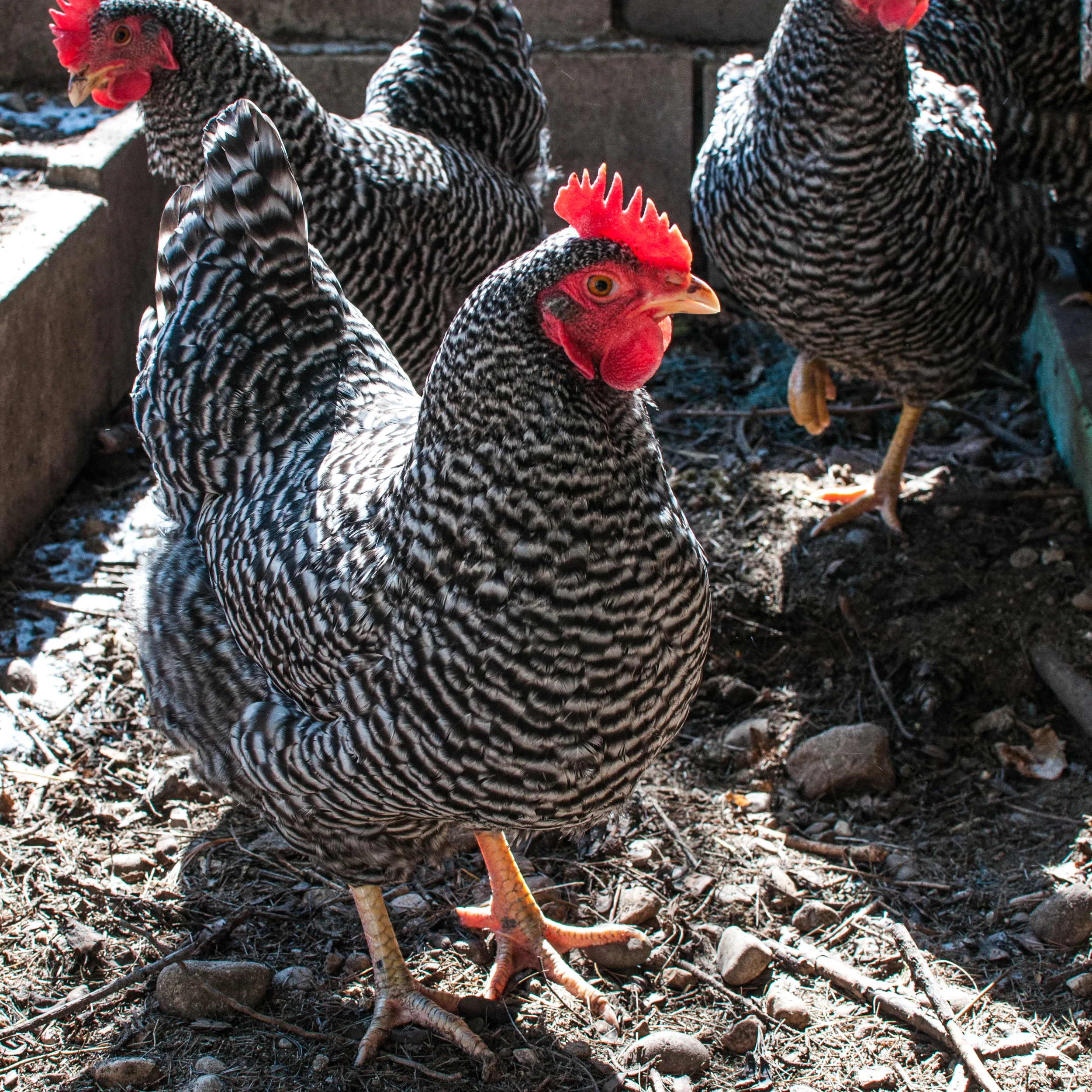 while hens are allowed in the city, giving them more space to roam is a big bonus of living away from town! 