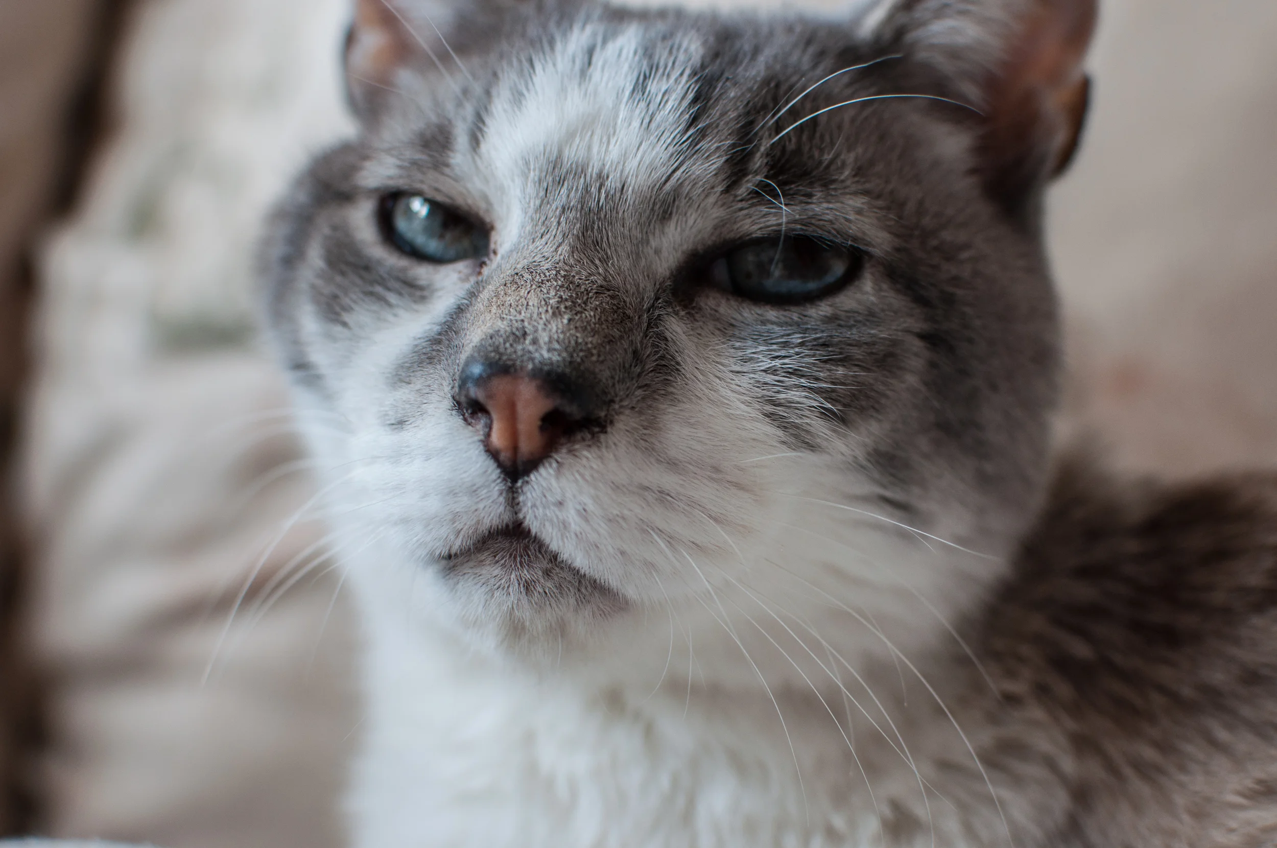 a few snuggles from an animal like this sweet cat are key to a joyful afternoon