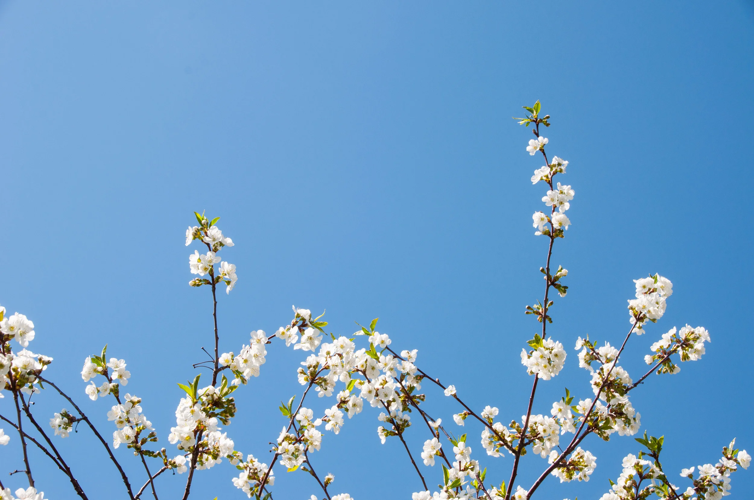 Photo Post: Spring Orchard Blossoms