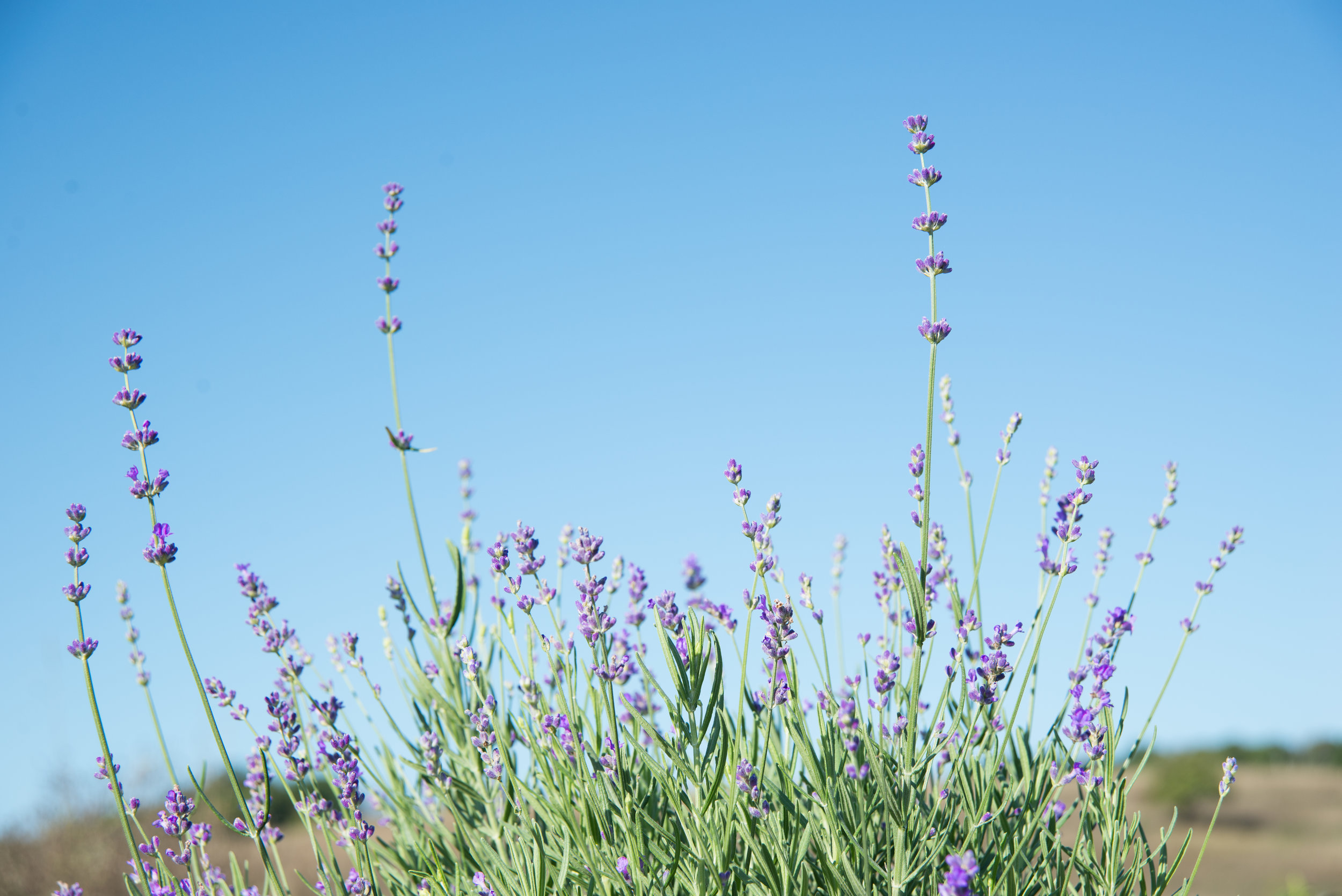 bearcreek.cmm-7.jpg