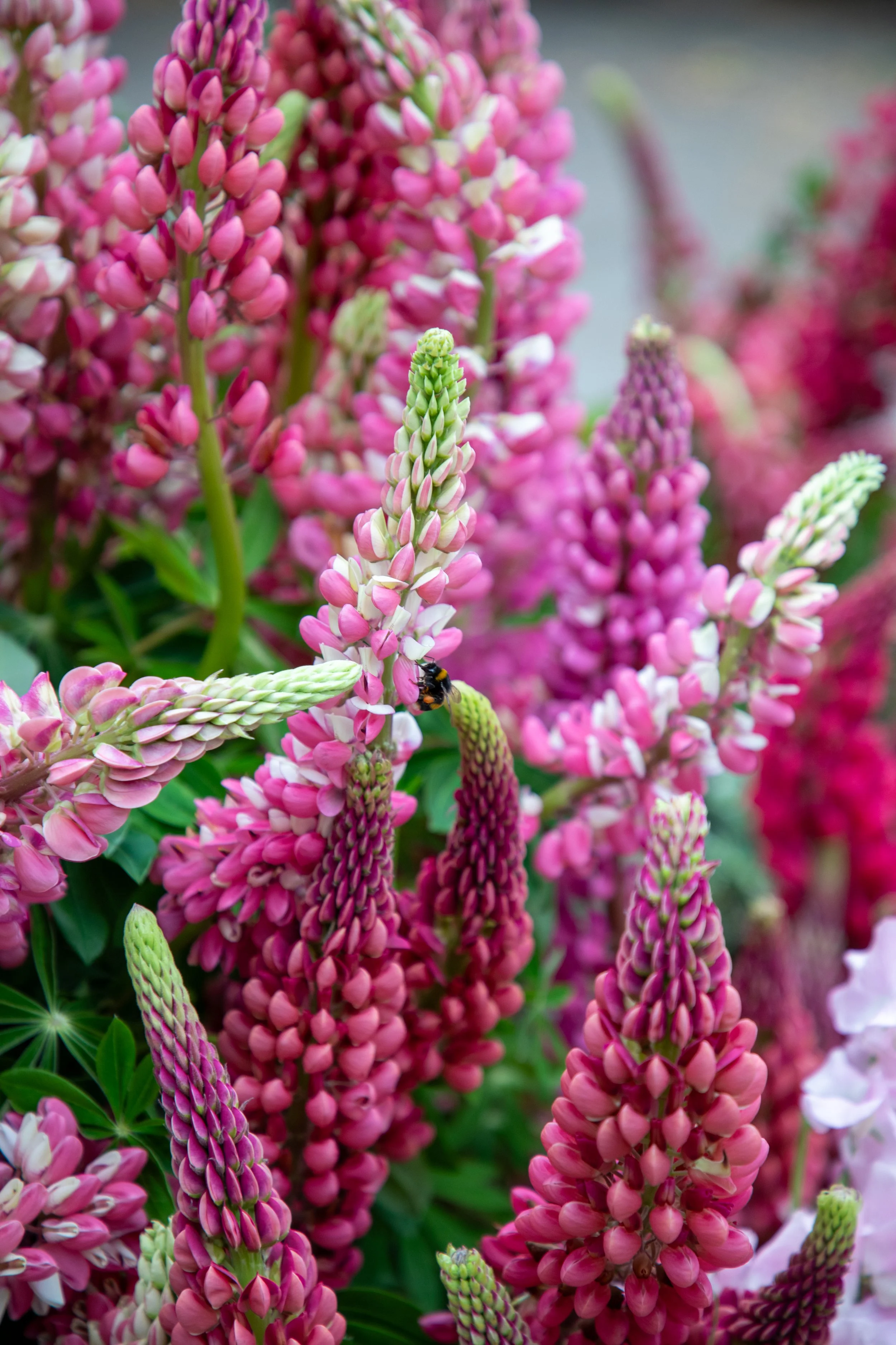 Lupins and Bee at Chelsea Flower Show 2026