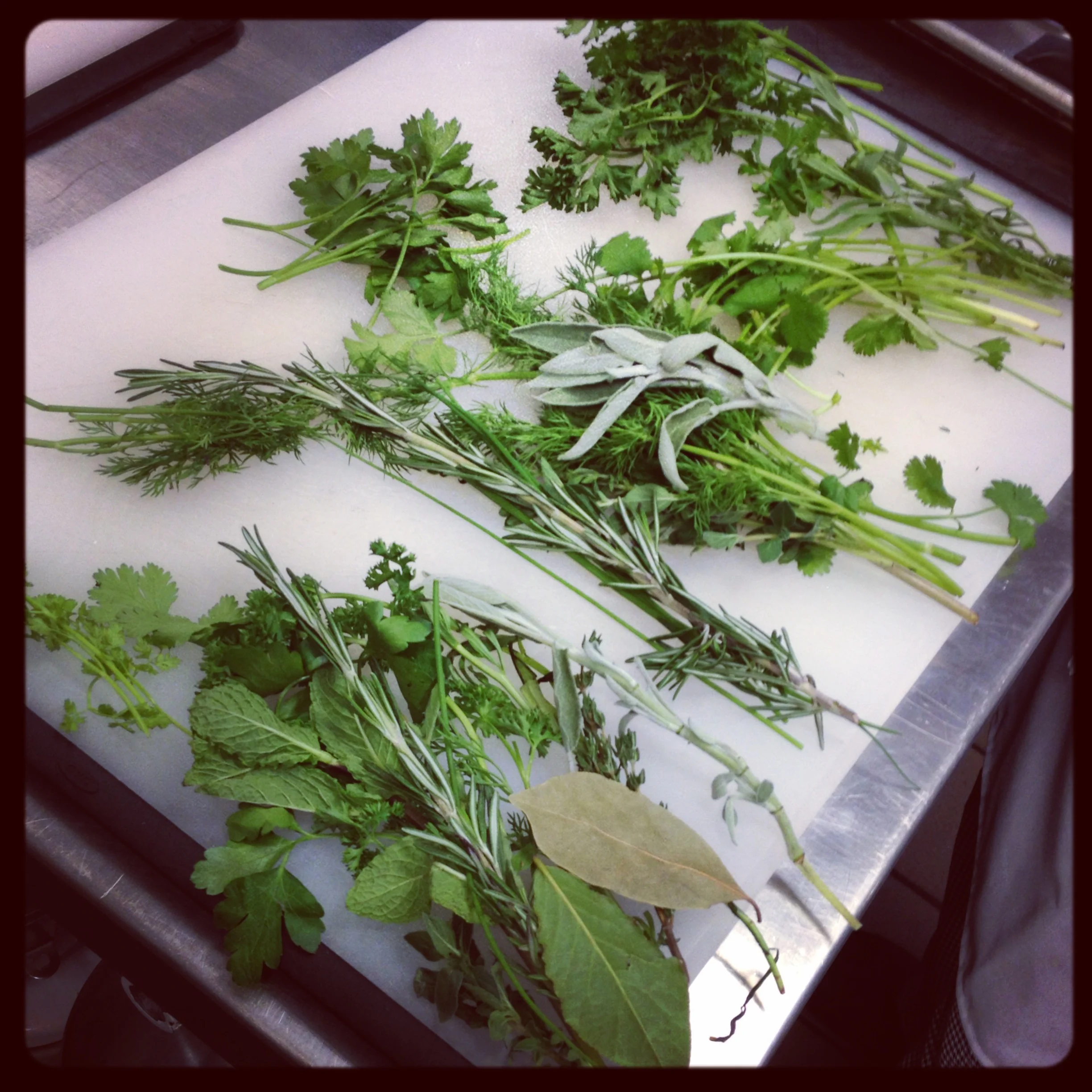 Herb Identification