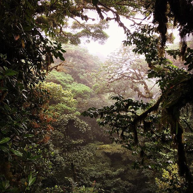 Monteverde Cloud Forest #hitchyourwagontoadragon #costaricahoneymoon