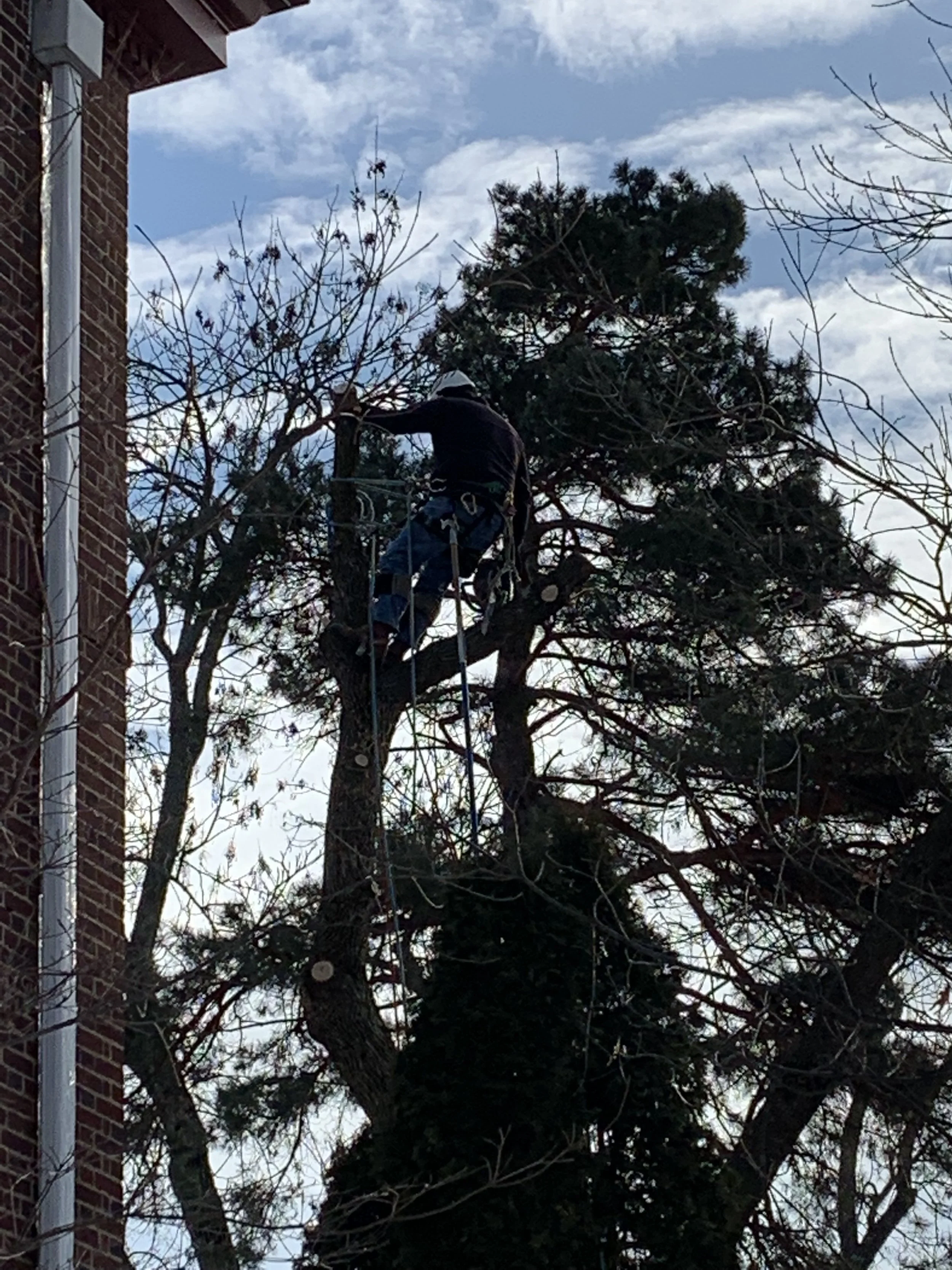  Feb. 2022 - Ash tree removal from side yard - tree was diseased and was in declining health.  Large sections had broken off snd the remaining tree was leaning towards the house and could cause damage when it fell 