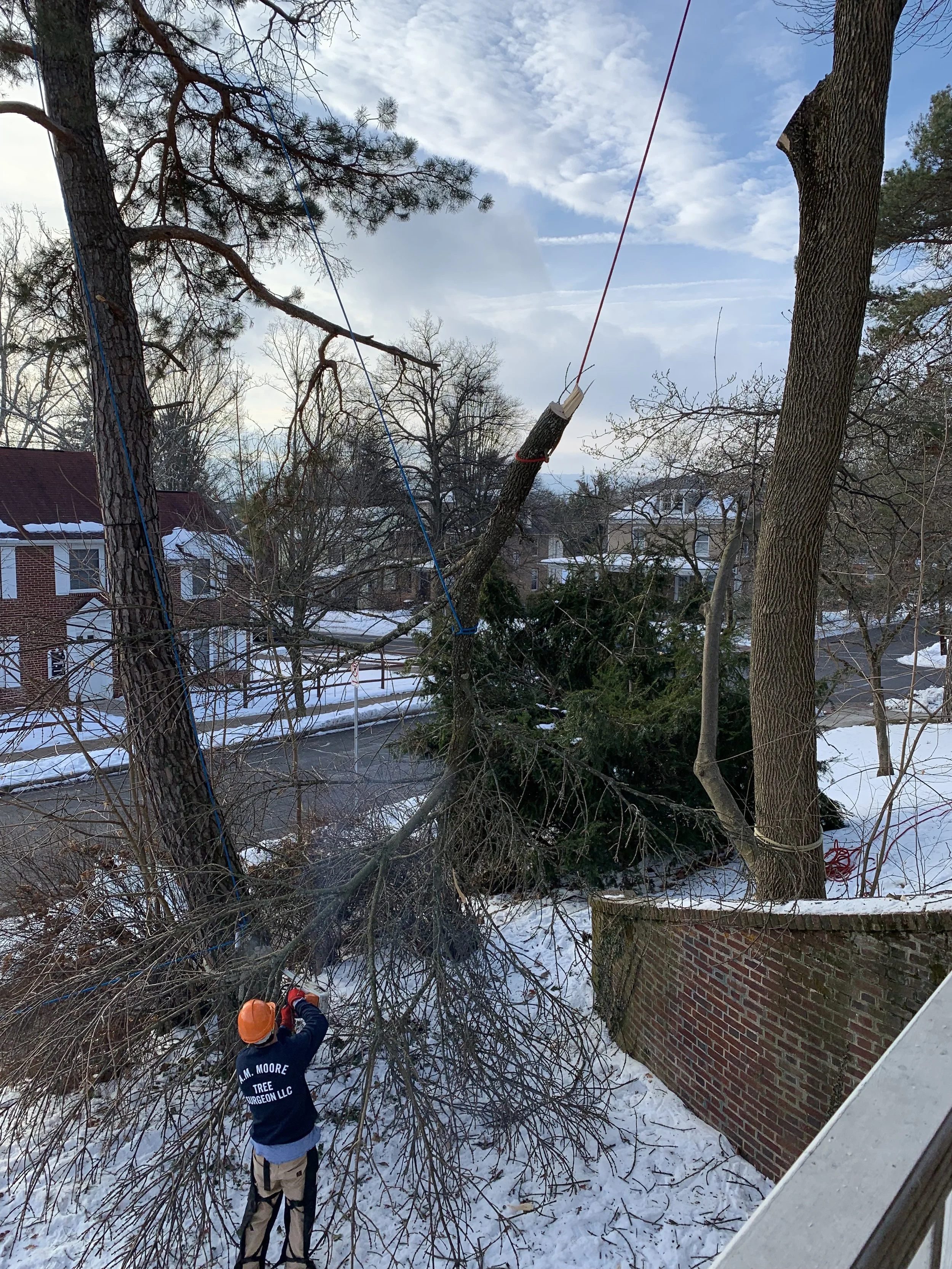  Feb. 2022 - Ash tree removal from side yard - tree was diseased and was in declining health.  Large sections had broken off snd the remaining tree was leaning towards the house and could cause damage when it fell 