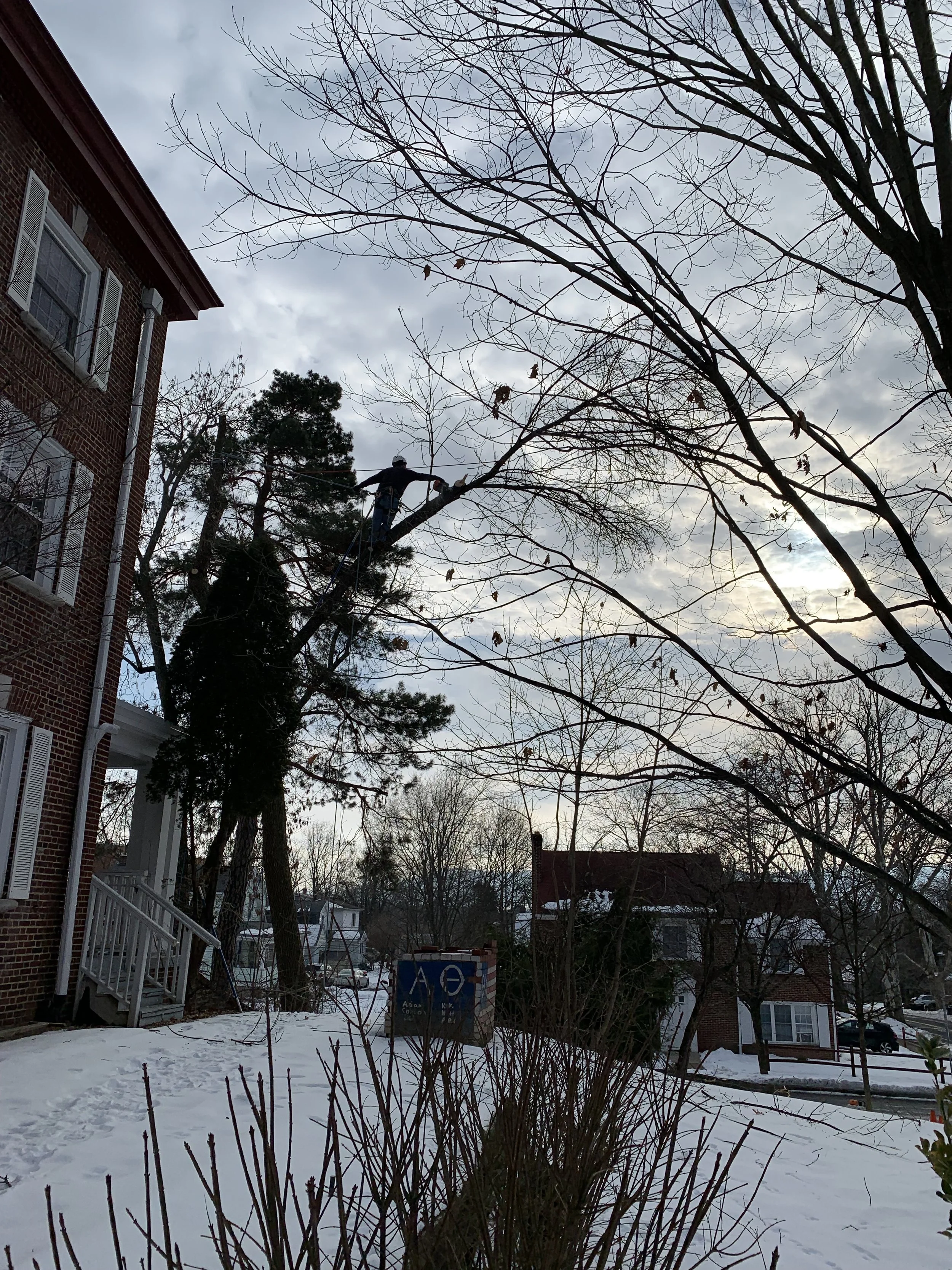  Feb. 2022 - Ash tree removal from side yard - tree was diseased and was in declining health.  Large sections had broken off snd the remaining tree was leaning towards the house and could cause damage when it fell 