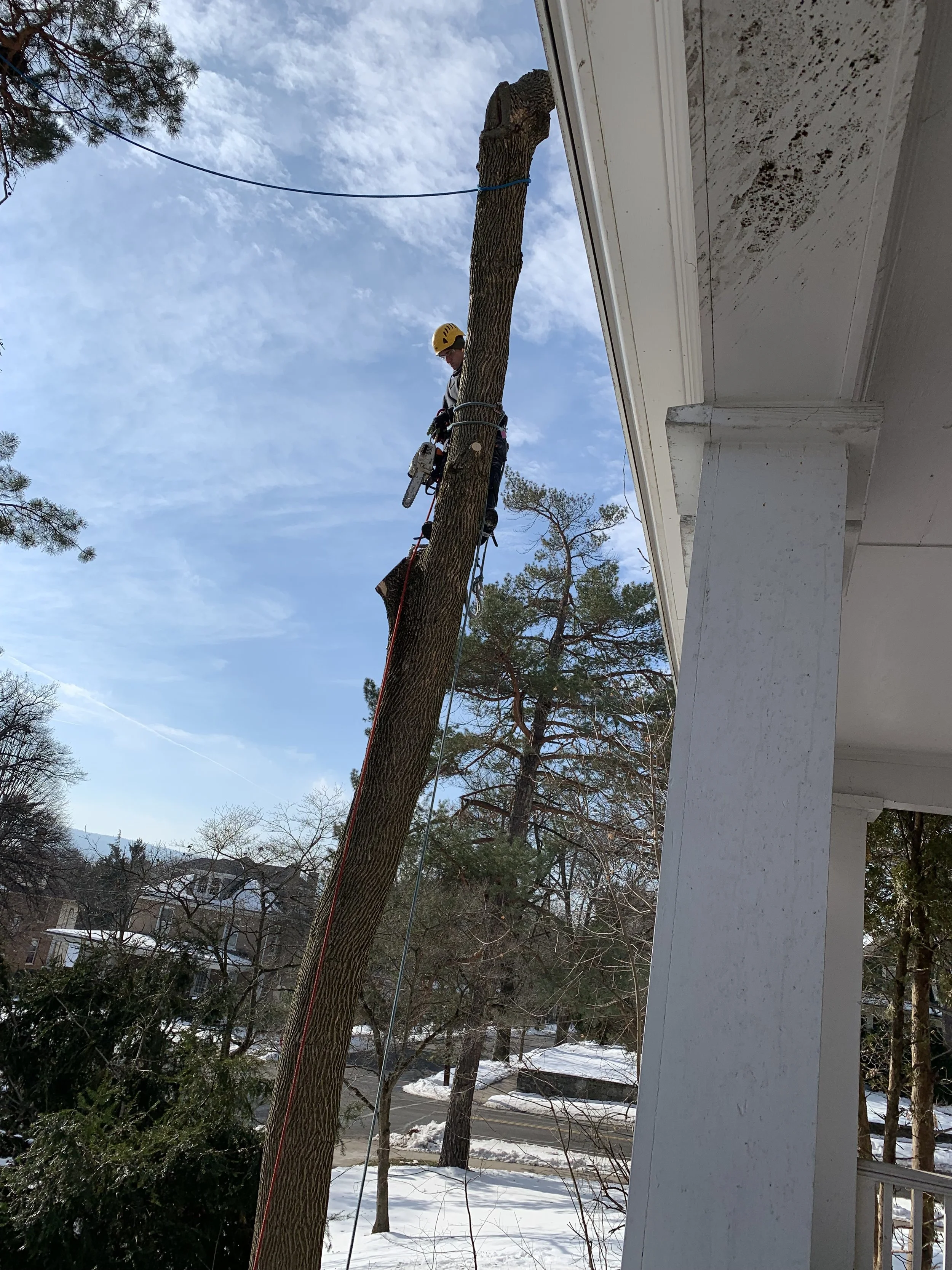  Feb. 2022 - Ash tree removal from side yard - tree was diseased and was in declining health.  Large sections had broken off snd the remaining tree was leaning towards the house and could cause damage when it fell 