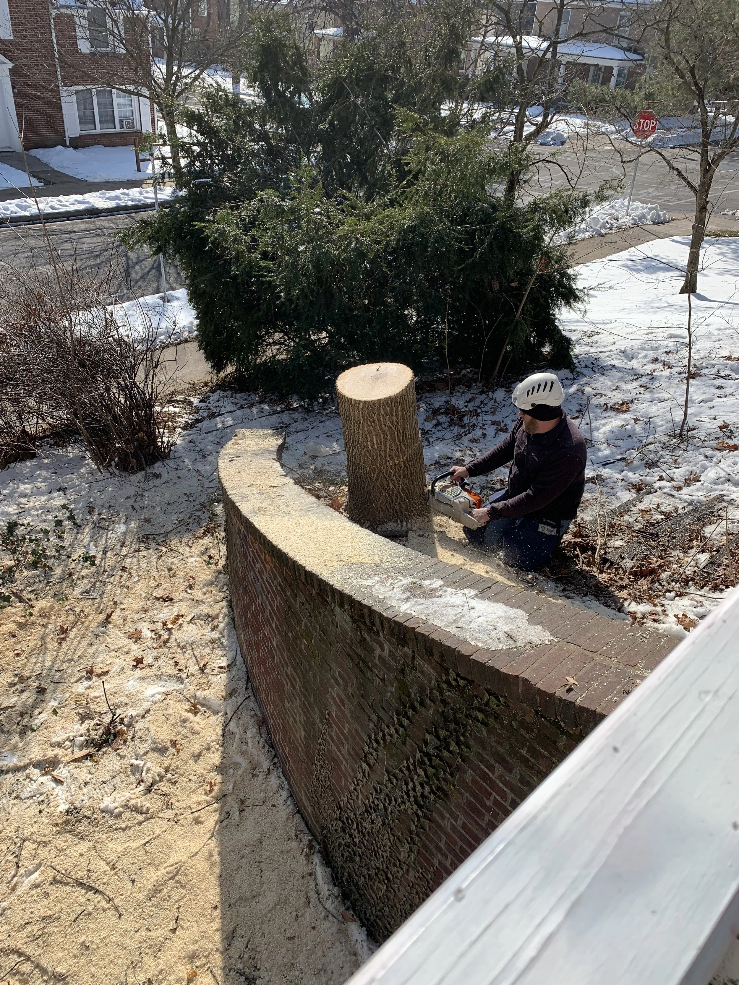  Feb. 2022 - Ash tree removal from side yard - tree was diseased and was in declining health.  Large sections had broken off snd the remaining tree was leaning towards the house and could cause damage when it fell 