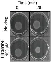 Contraction of human airway smooth muscle grown in collagen gels in response to histamine.