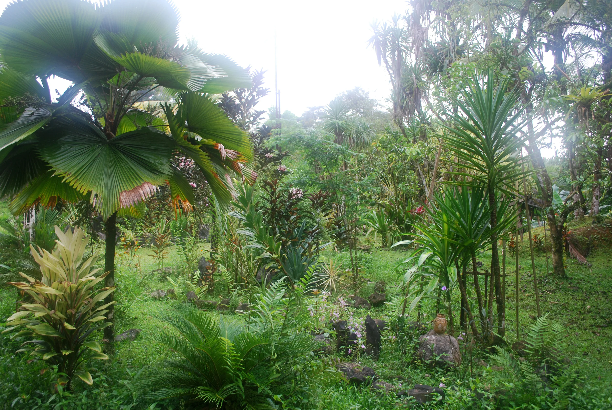 Jungle garden at La Casa del Arbol, a treehouse lodge near Piedras Blancas.