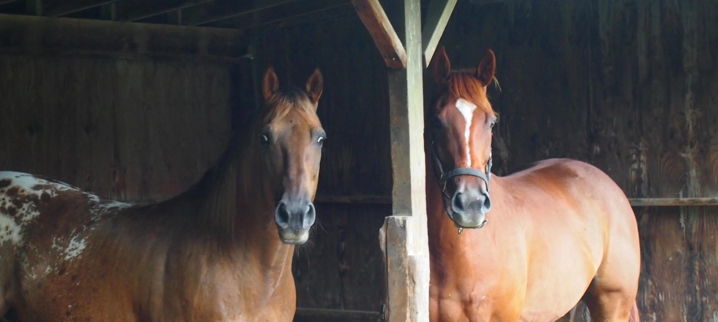 misfit_horse_boarding.jpg