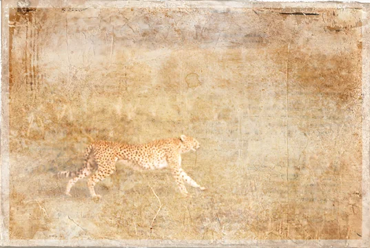 Recycled photo from my trip to Africa in the early '90s