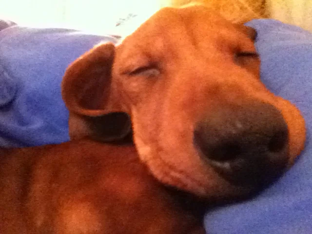 Sleeping massive nose.JPG