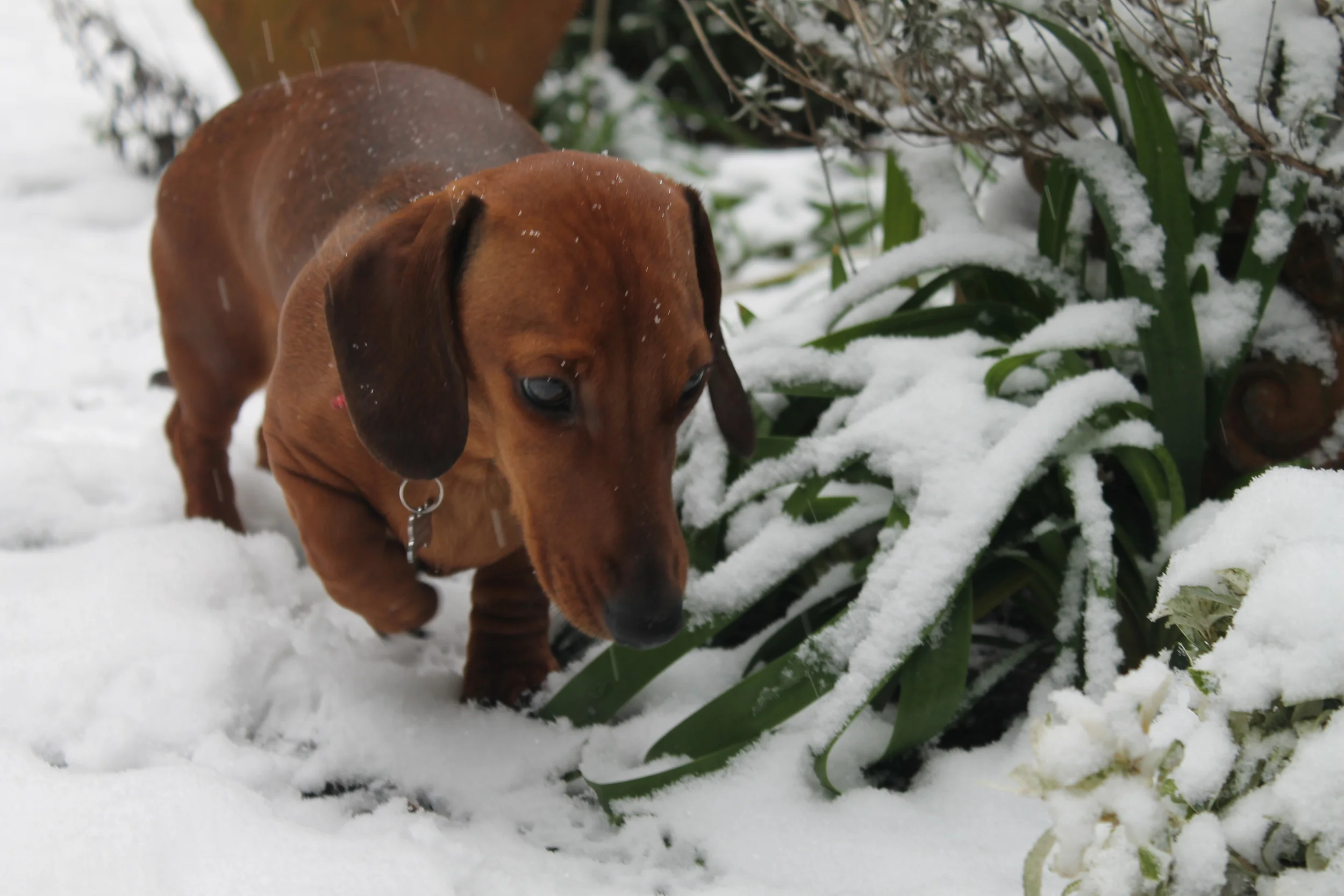 Hudson in snow.JPG