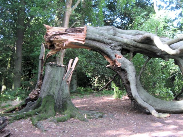 falling tree