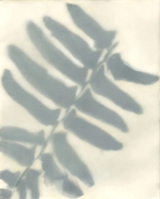 Fern