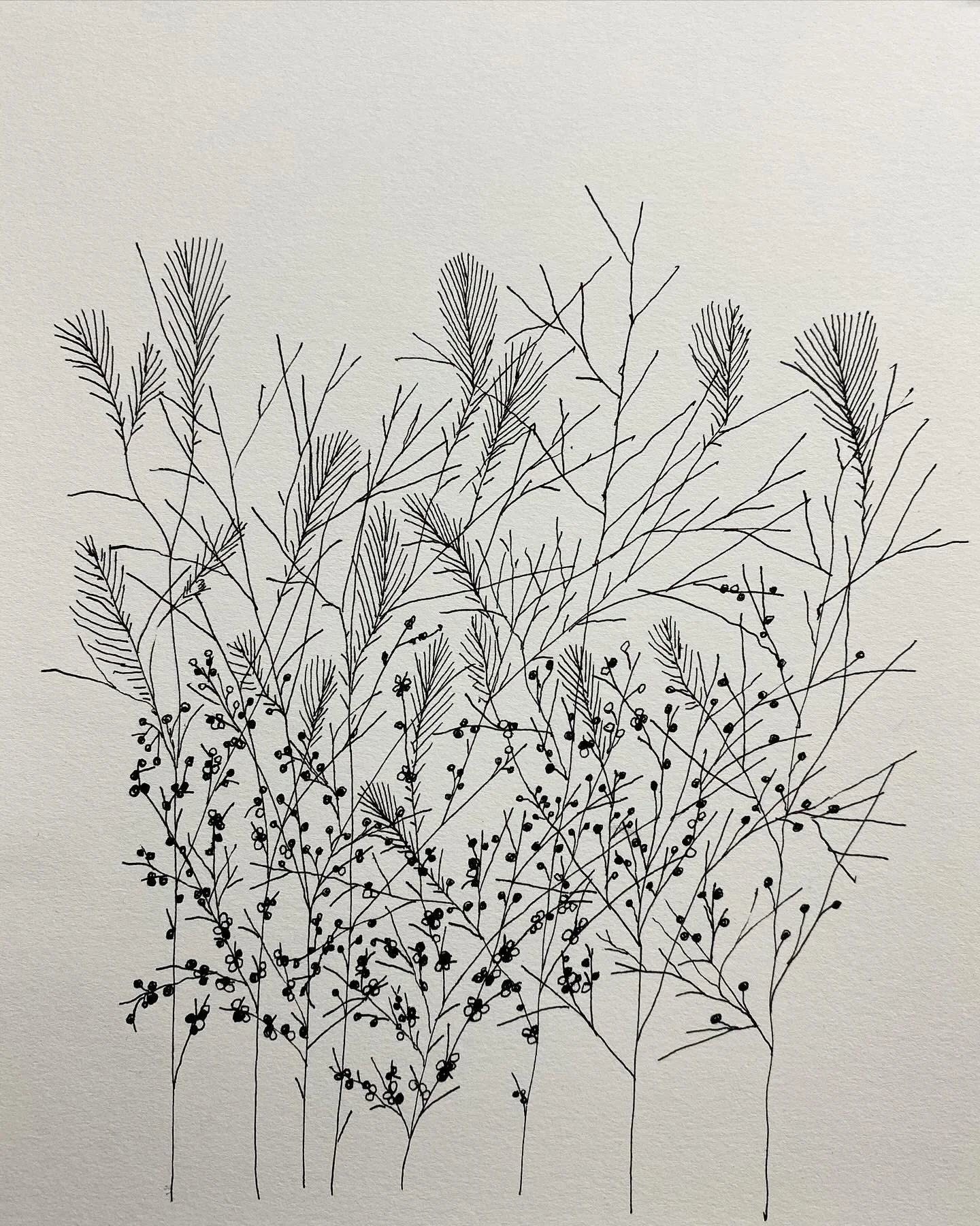 north branch no. 13, 2024, 15 x 11 inches, Walnut and black ink on paper. (Copy)