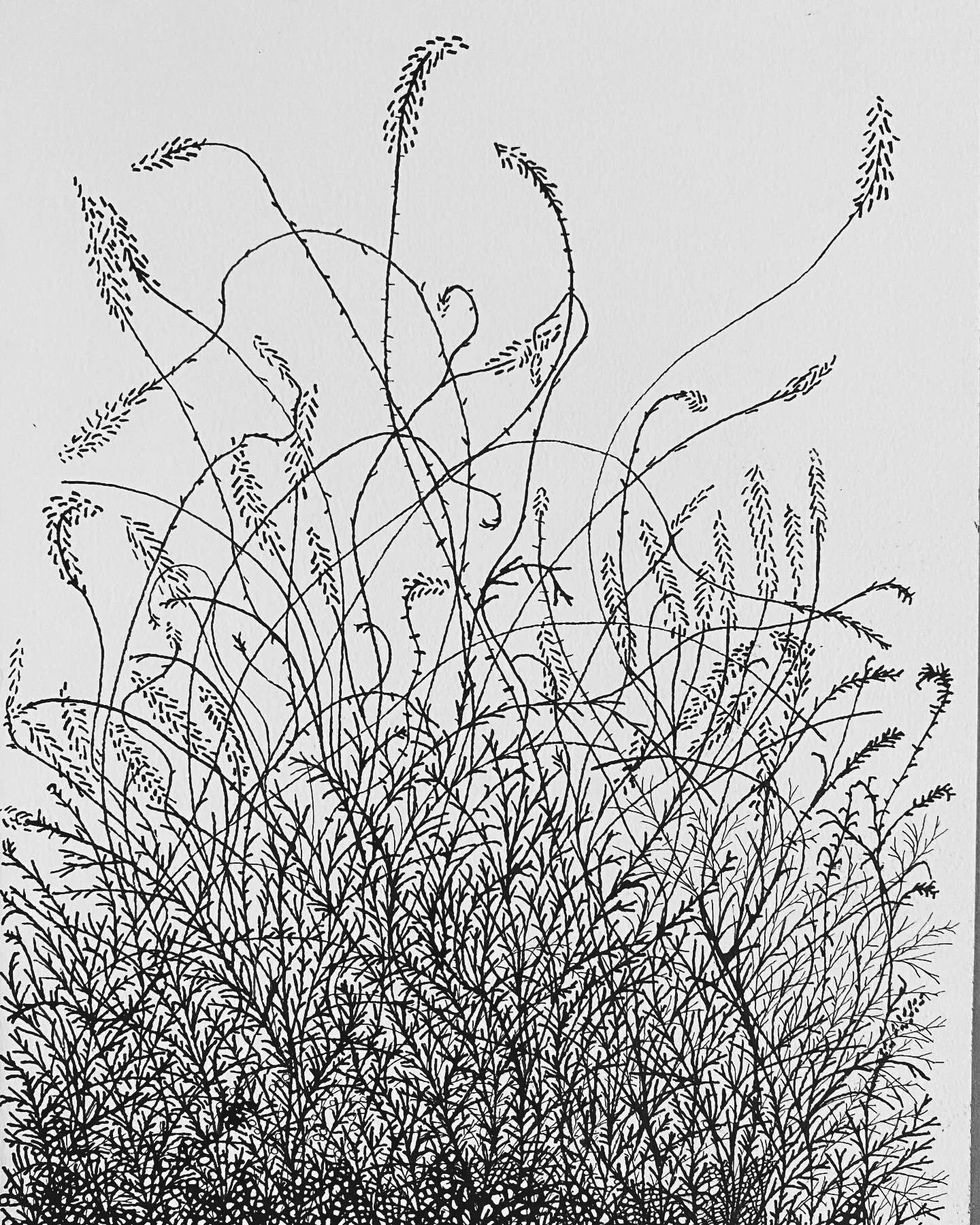 north branch no. 12, 2024, 15 x 11 inches, Walnut and black ink on paper. (Copy)