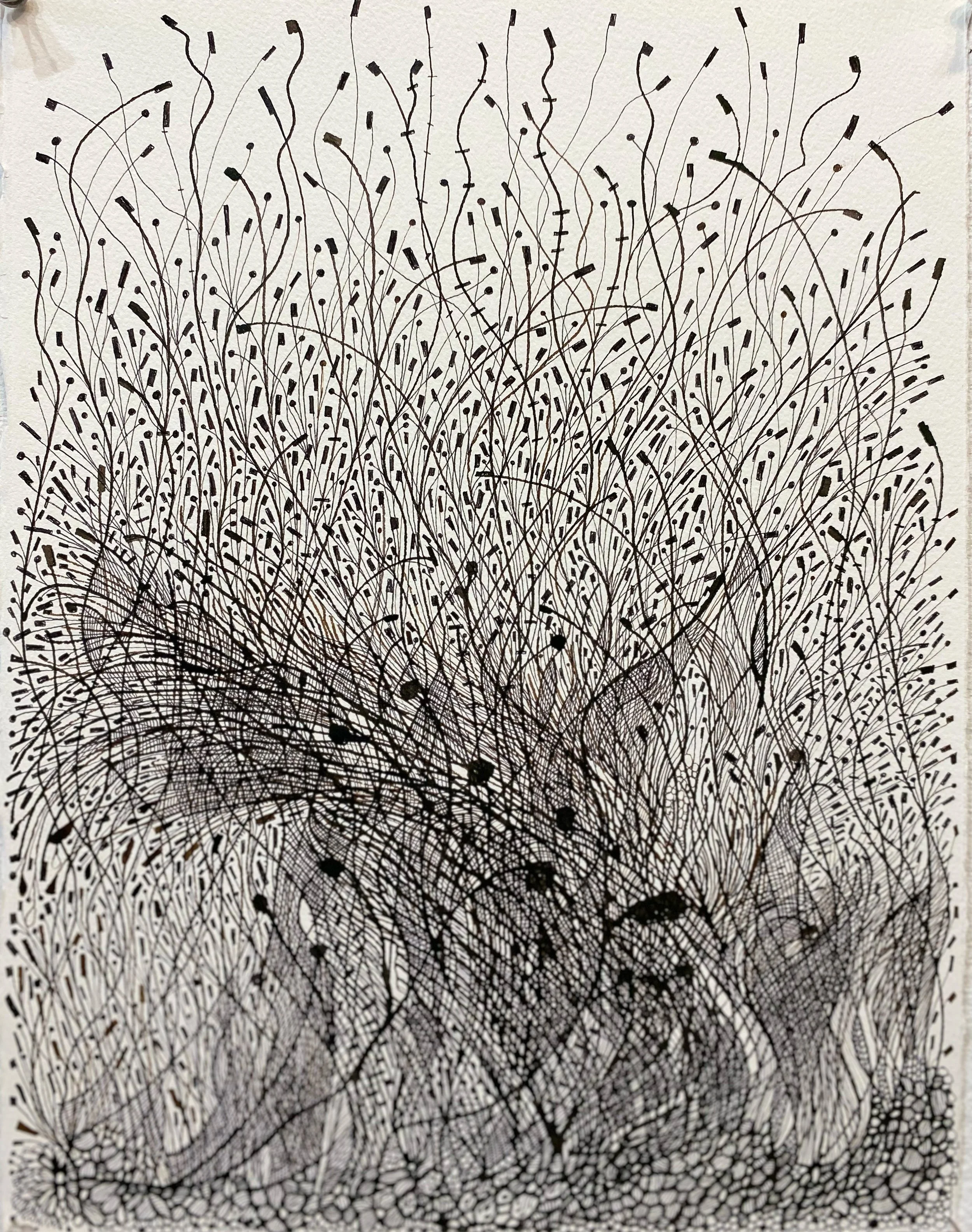 north branch no. 8, 2024, 15 x 11 inches, Walnut and black ink on paper. (Copy)