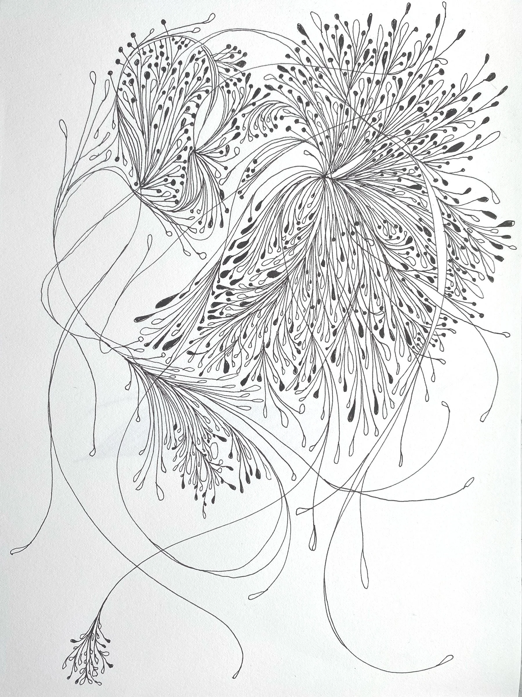 north branch no. 11, 2024, 15 x 11 inches, Walnut and black ink on paper. (Copy)