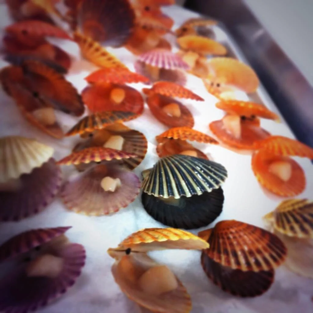 Scallops.jpg