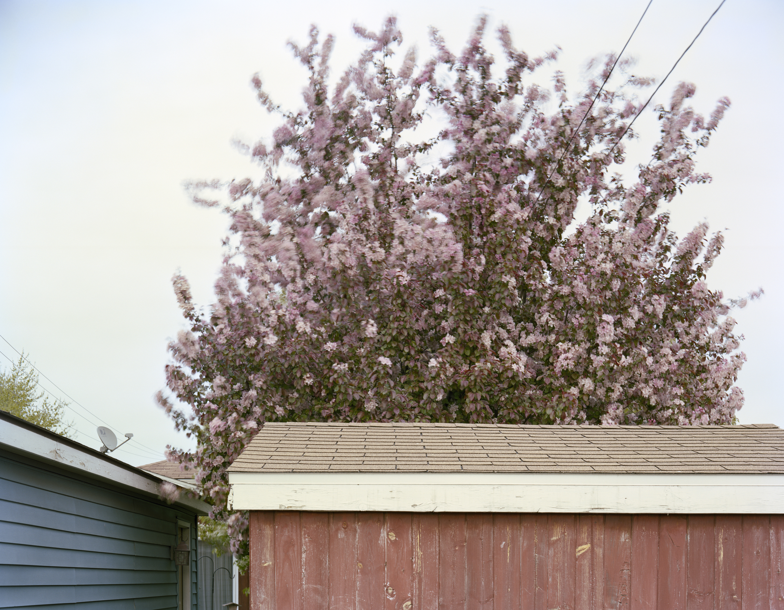 Home  Treeblossombooks