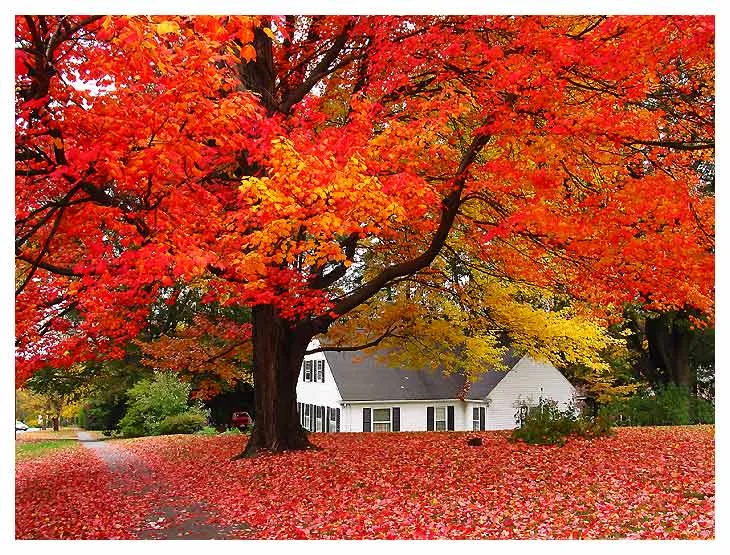 autumn-house.jpg
