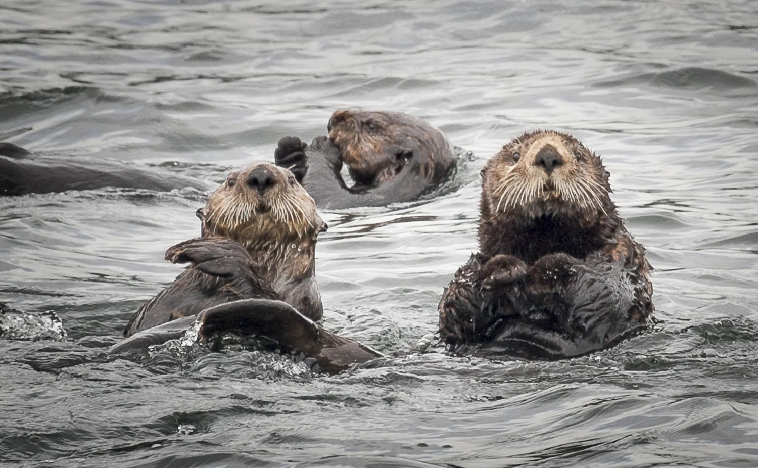 We get checked out by the residents of Pamphlet Cove