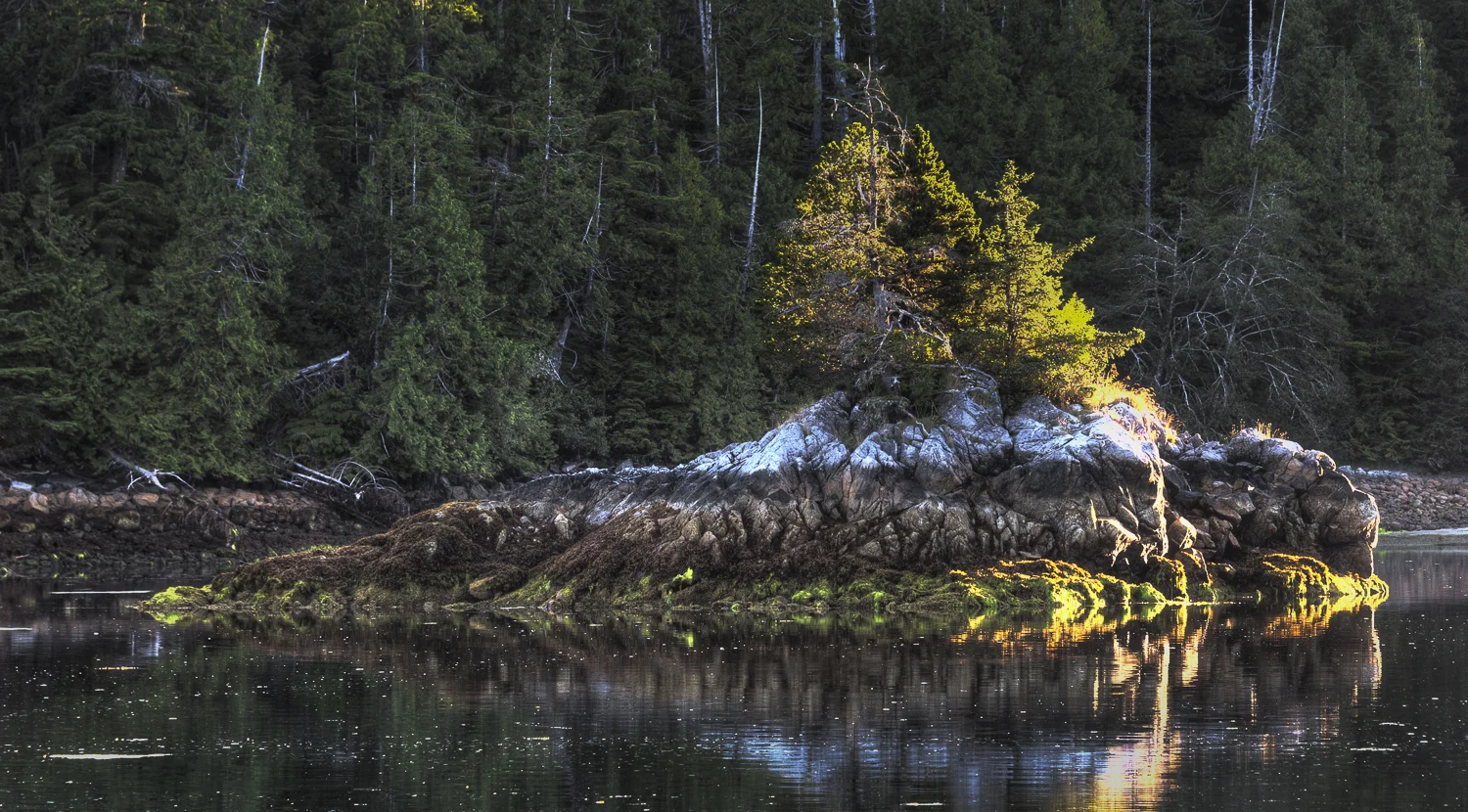 I love the layering of light and life on every rock
