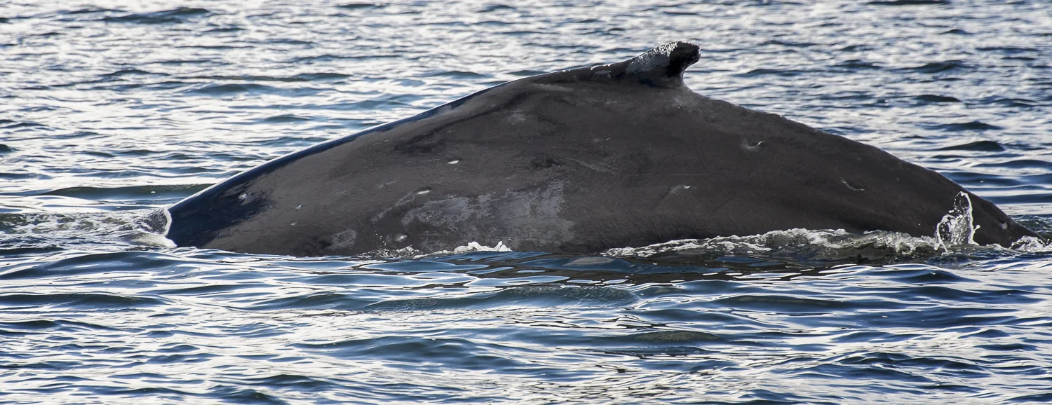 A "humpy" passes us by