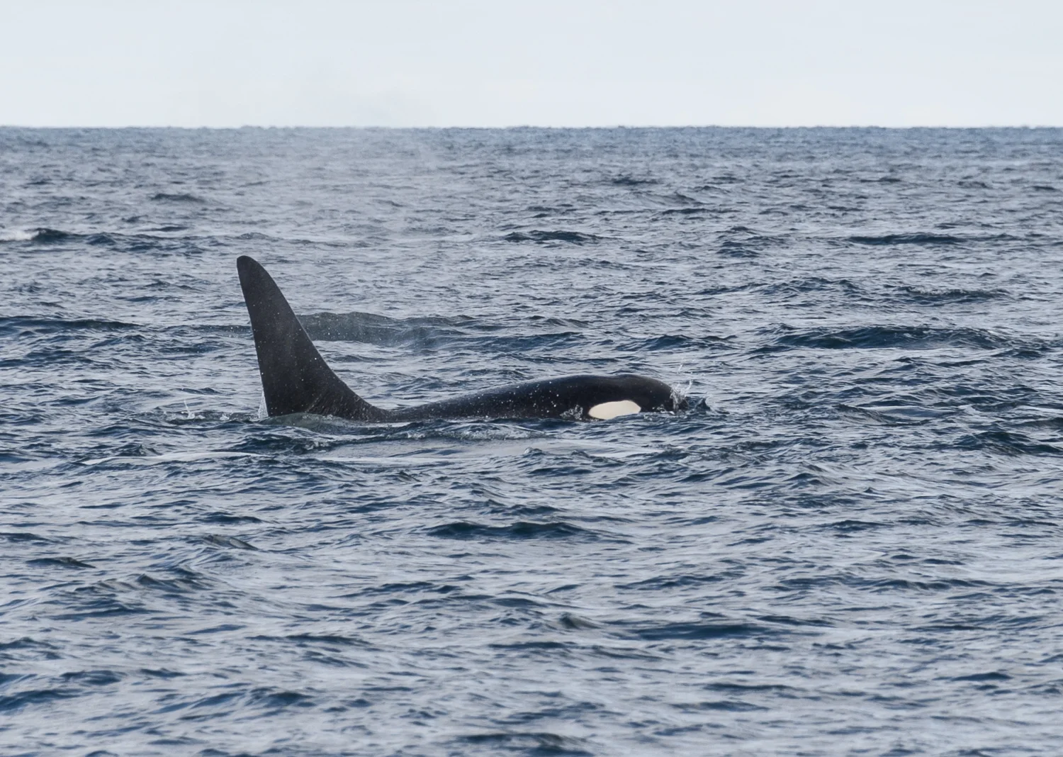 Orca parallels our course