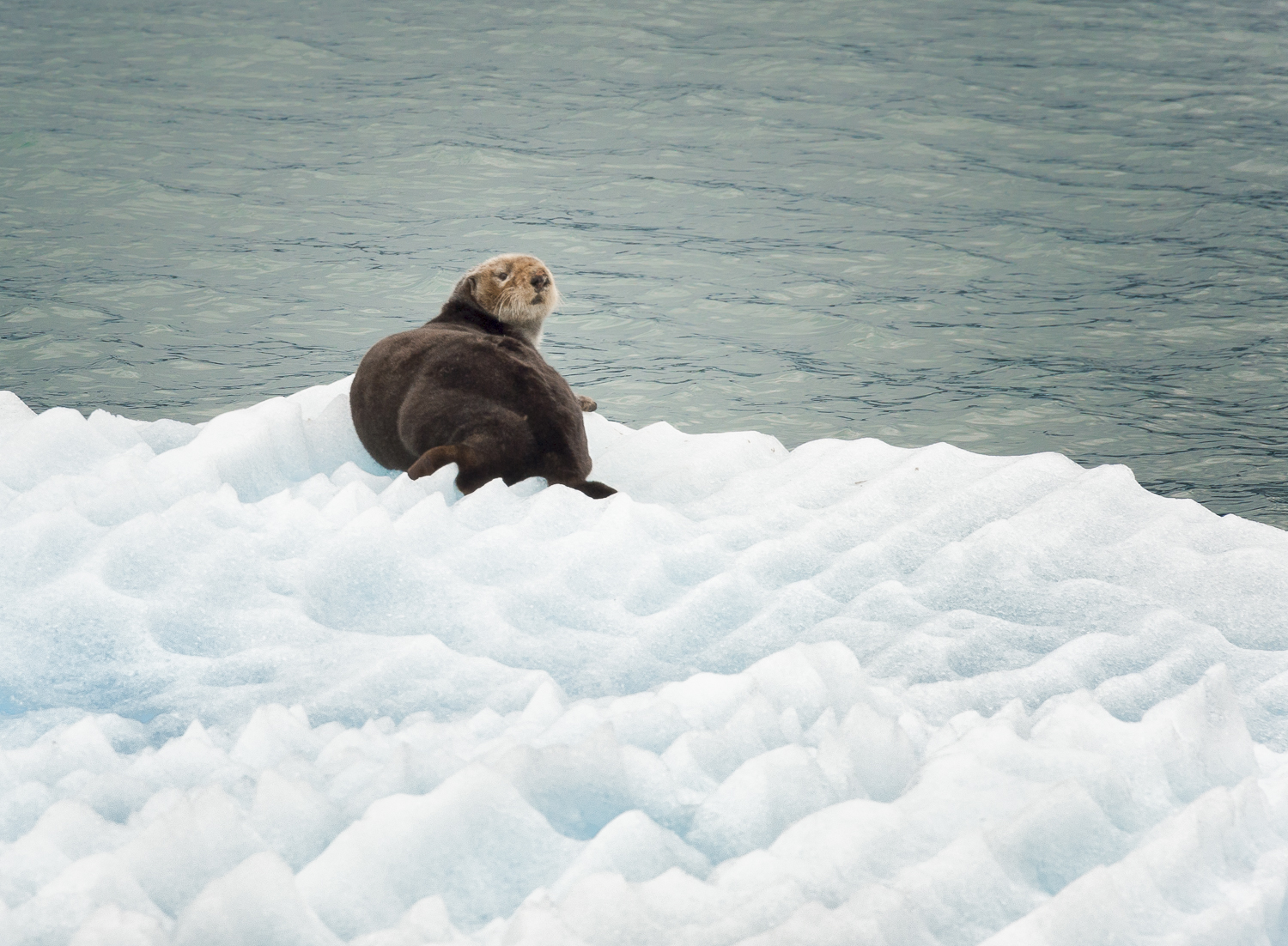 The ice fields provide good "critter watching"