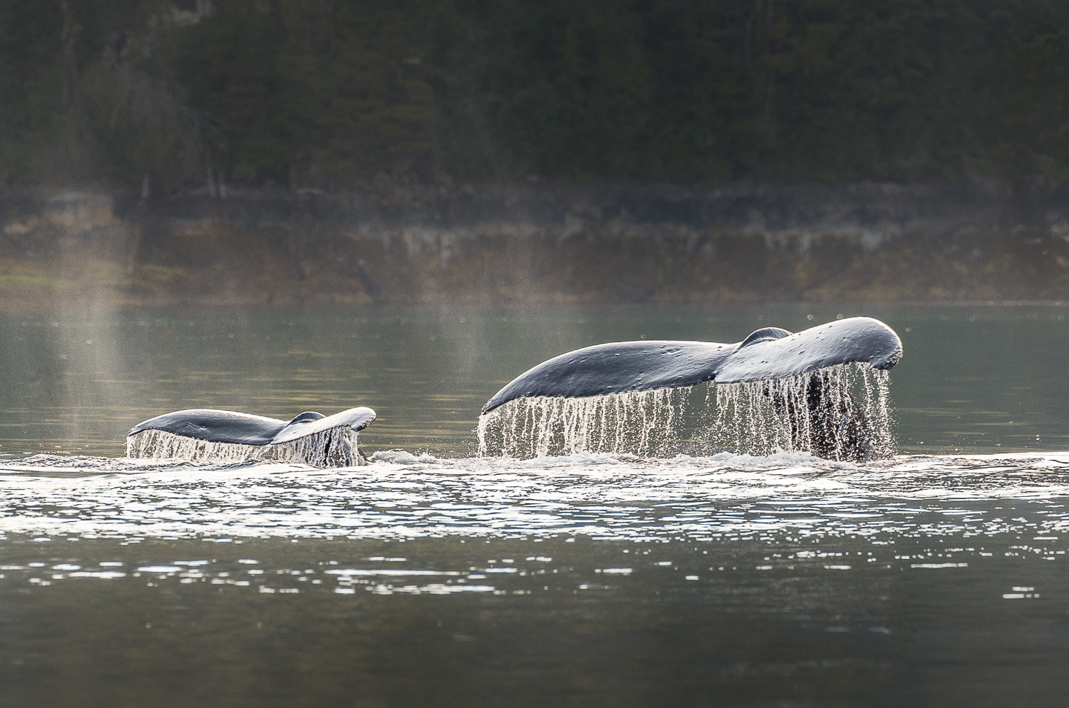 School's in as Mom teaches her offspring the art of humpback feeding