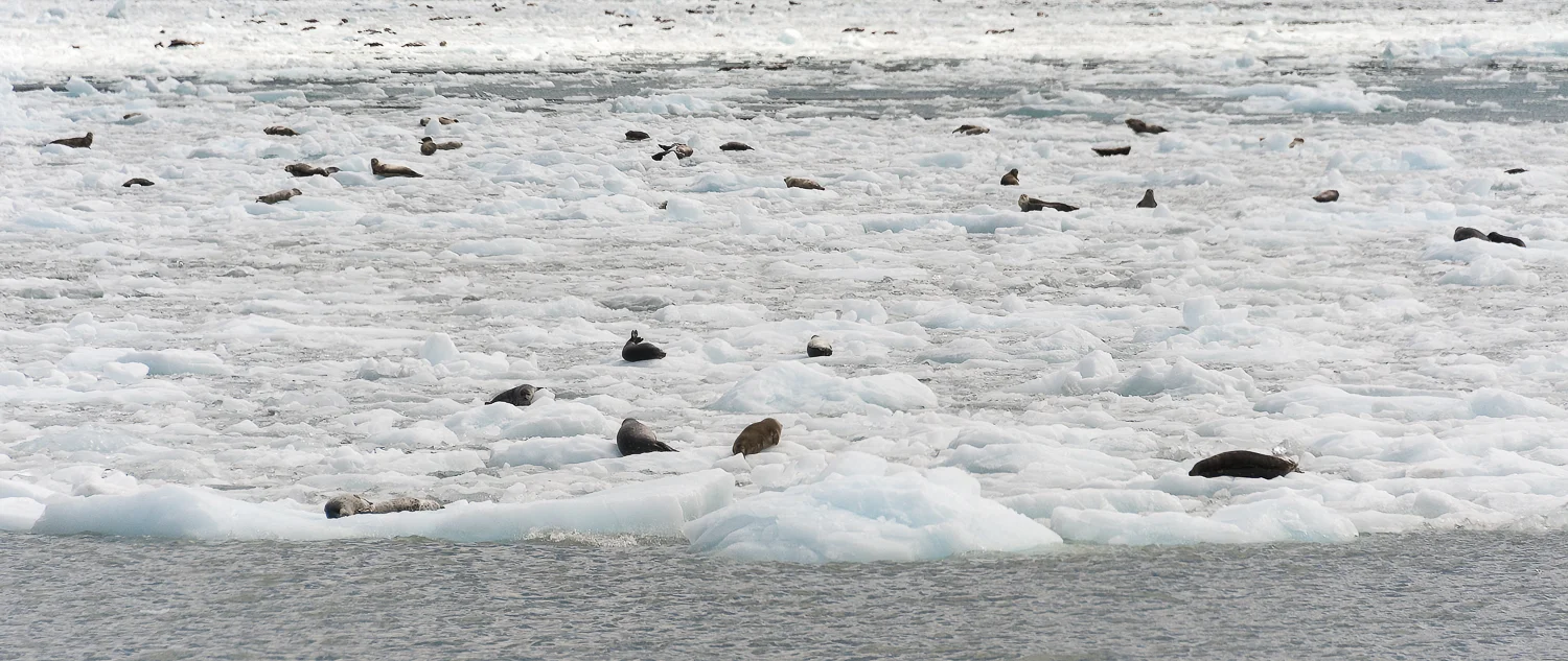 Seals as far as the eye can see