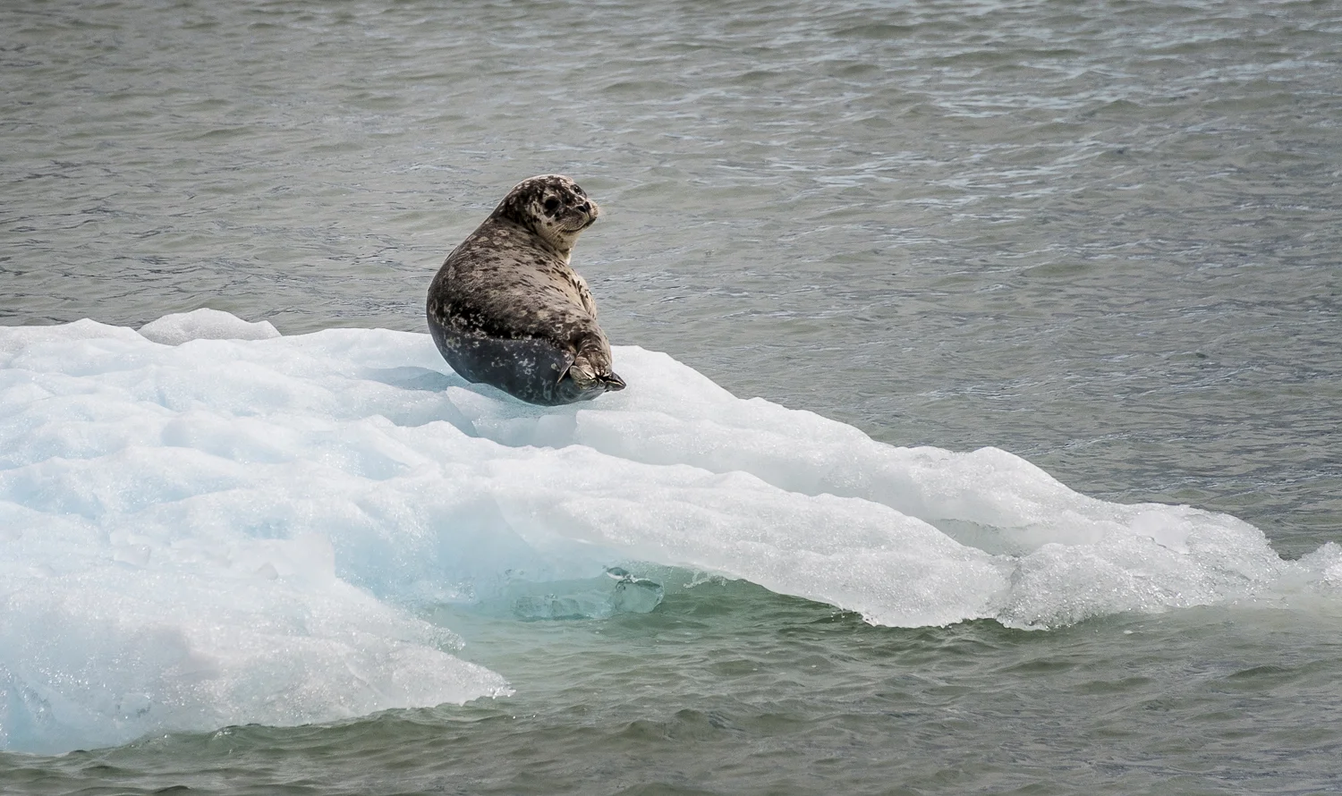 Seal sentry giving us the once over