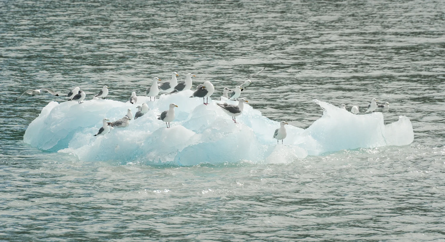 Everybody takes advantage of the ice