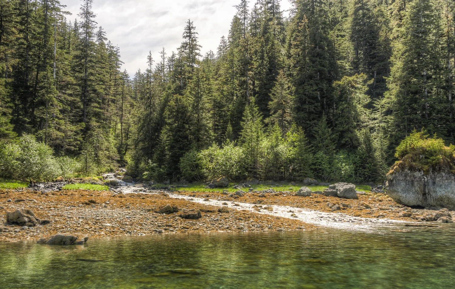 All this stream needed was a bear