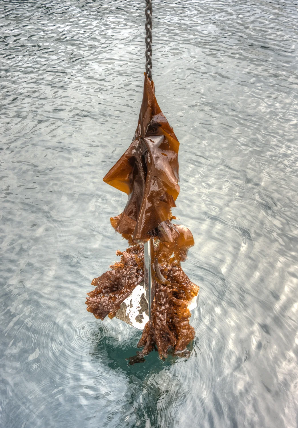 Our Ultra Anchor does well in the kelp