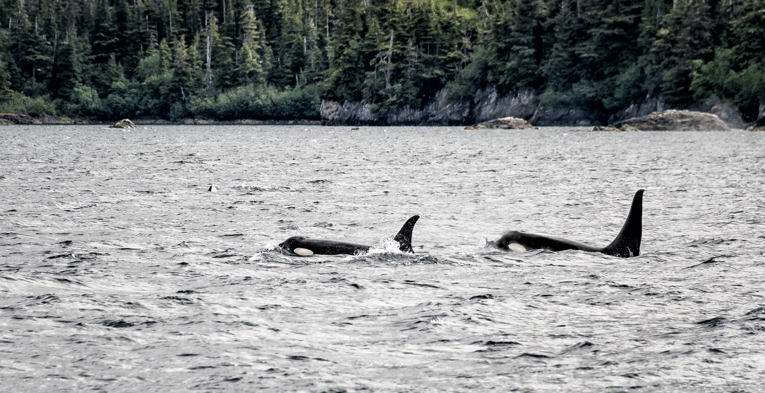 Orca on our heading until they went fishing in the shallows