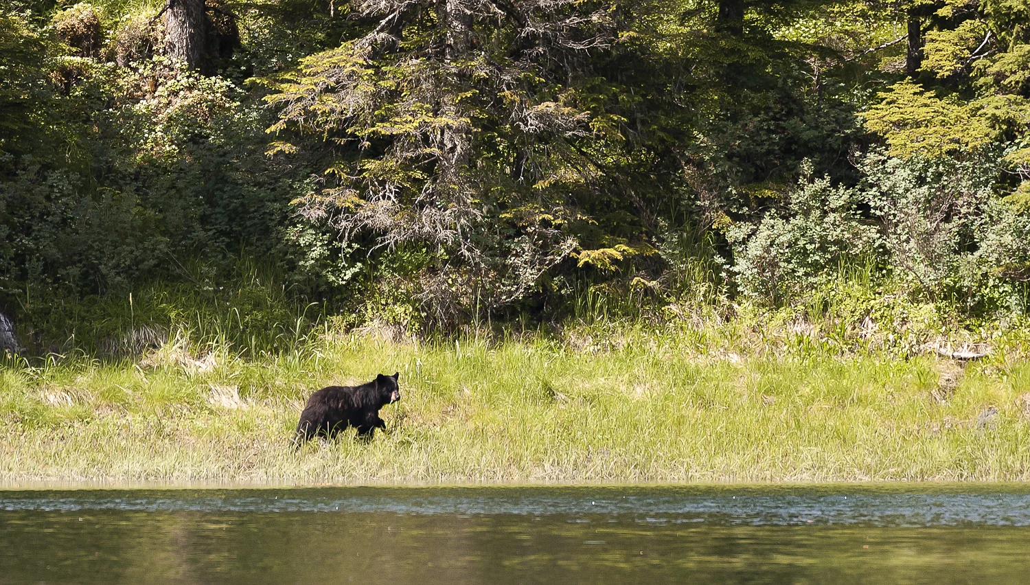 Bear in Schoppe Lagoon