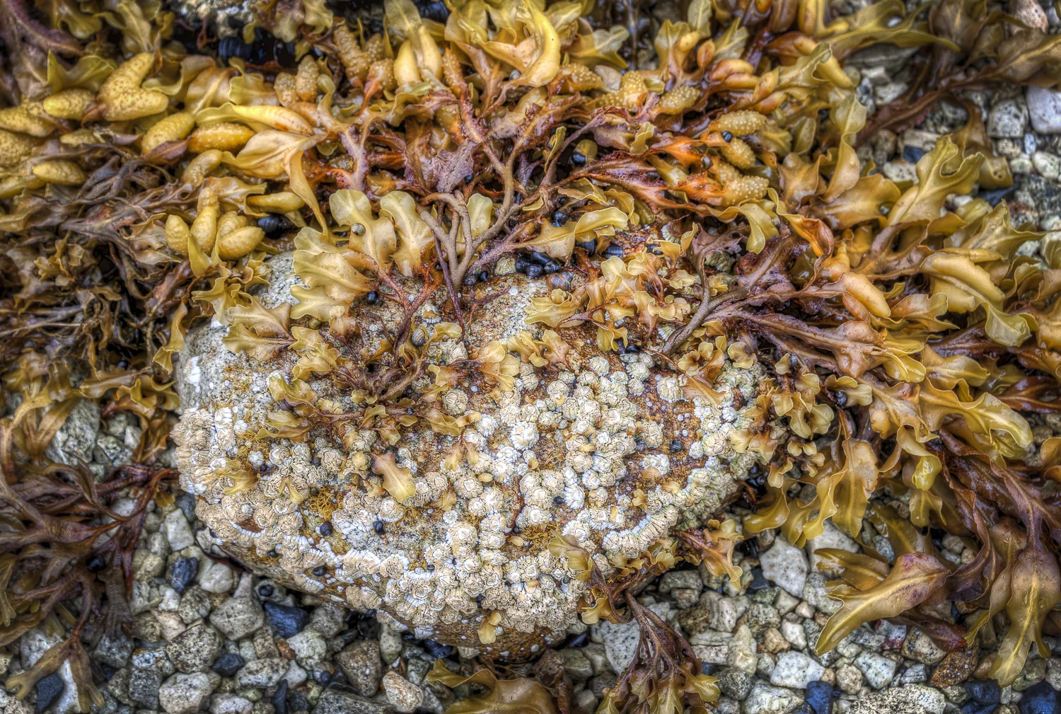 Sea garden on the beach