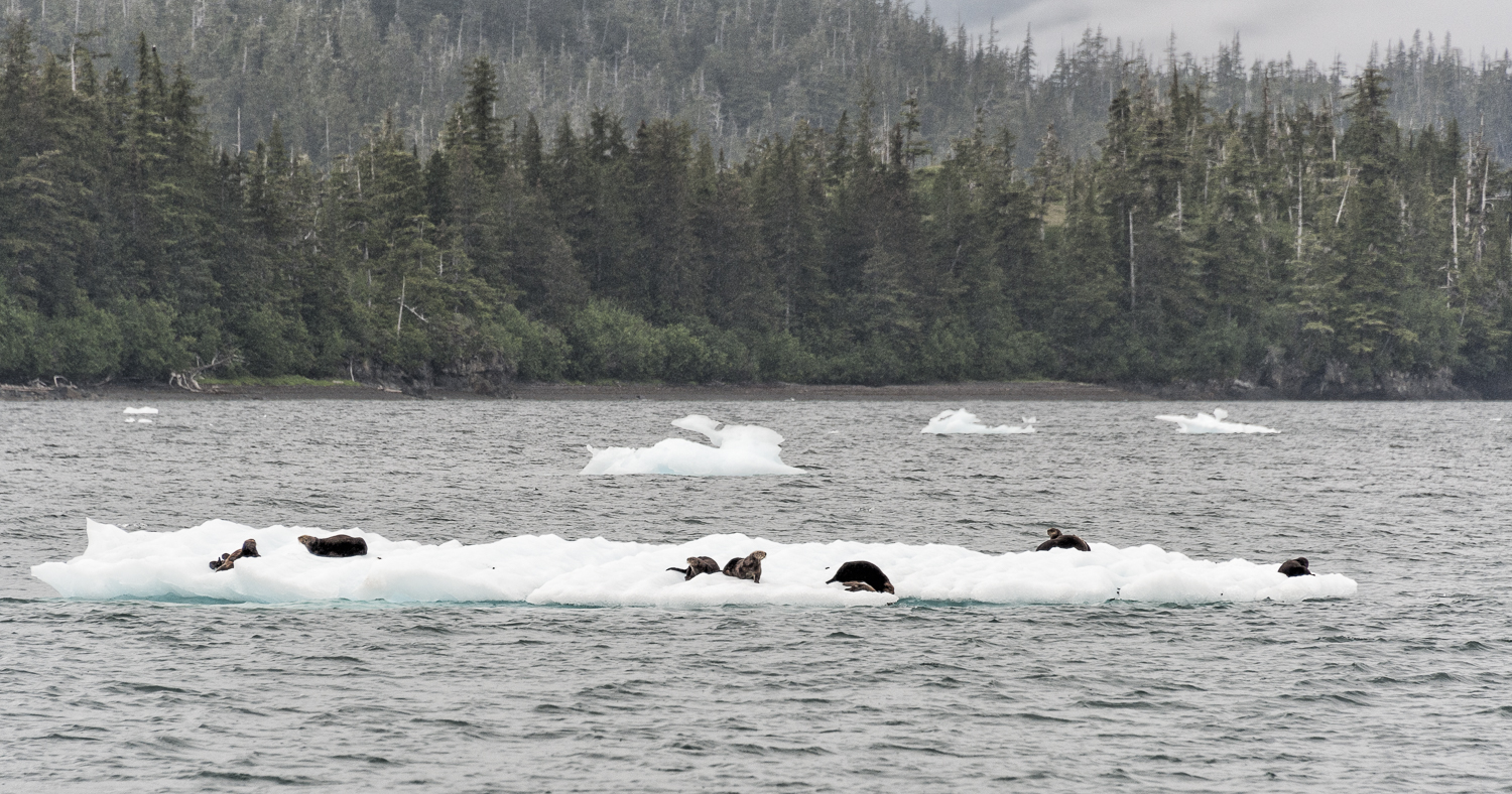 The seals mobile home
