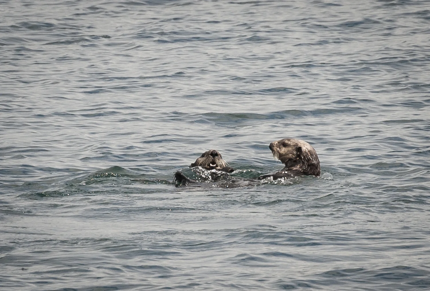 Fun in the water, otter frolics