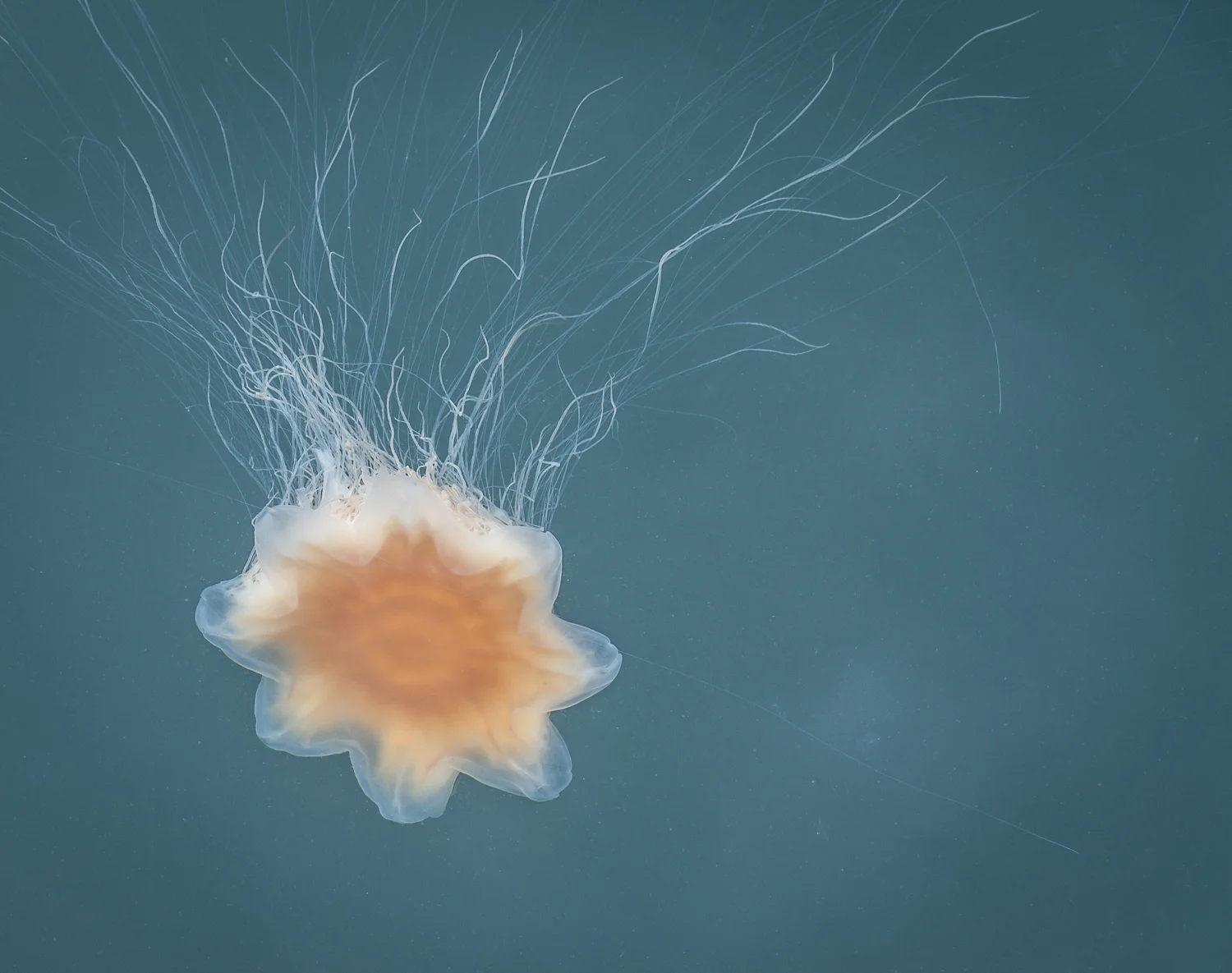 Warmer water seems to bring out the jellies