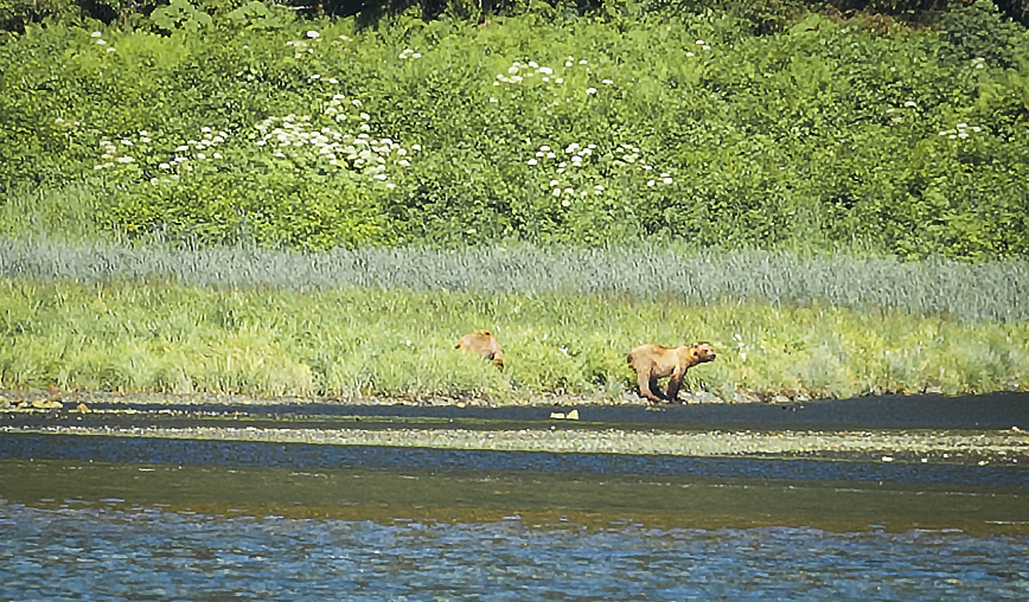 A couple of younder grizzlies waiting to cross the stream