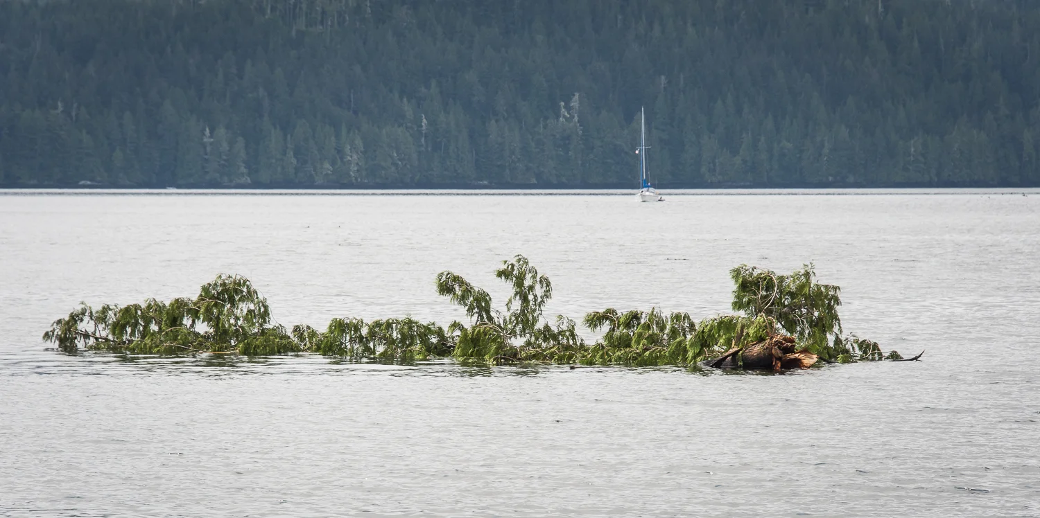 "hairy" logs are the easy ones to spot