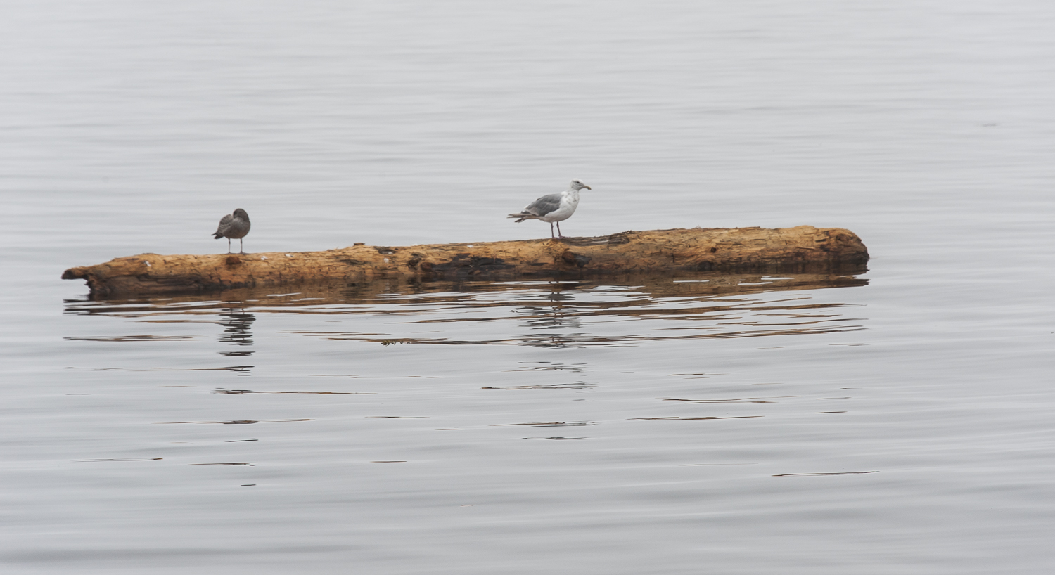 birds are a big help in spotting logs