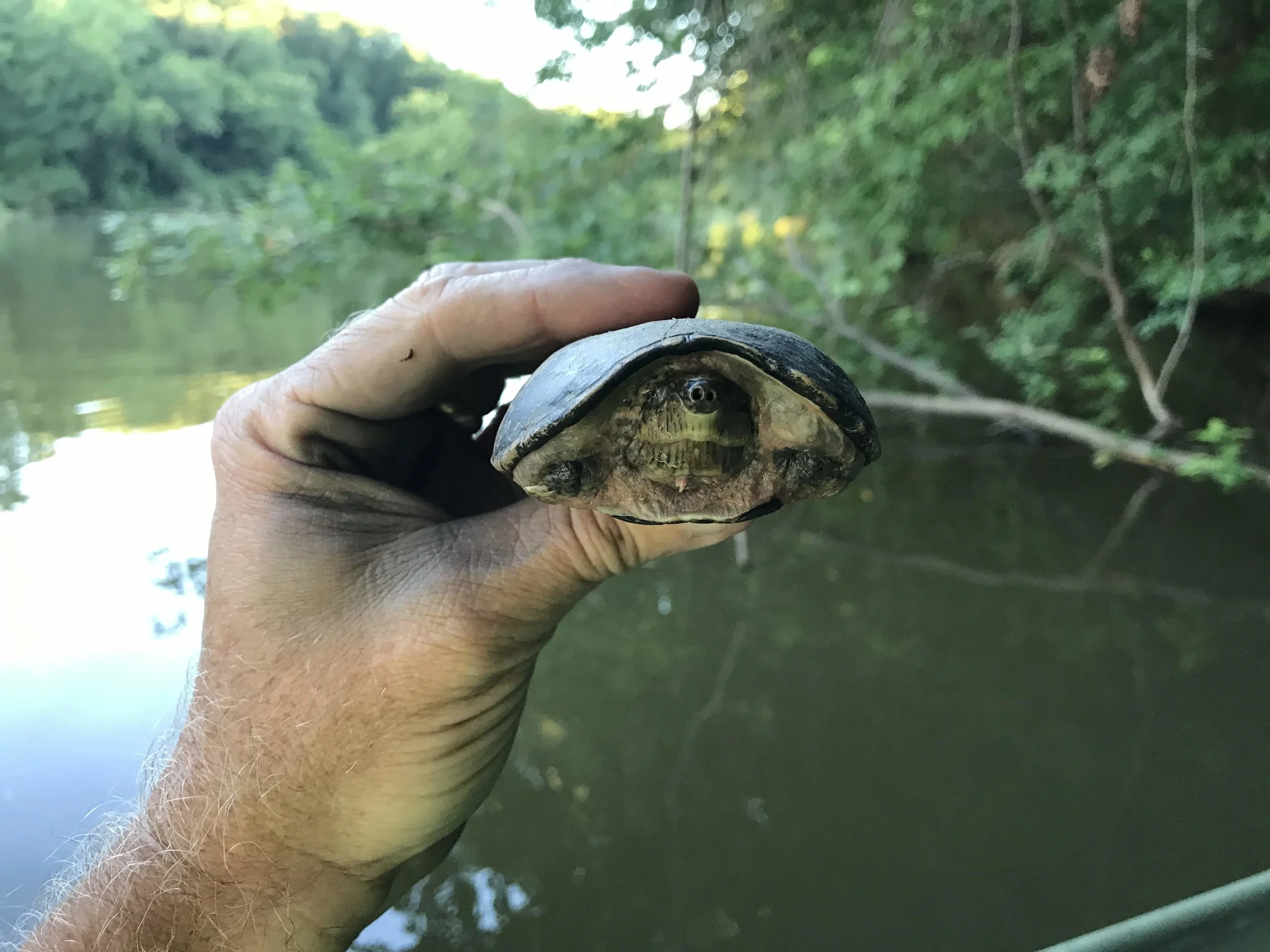 Flattened Musk Turtle