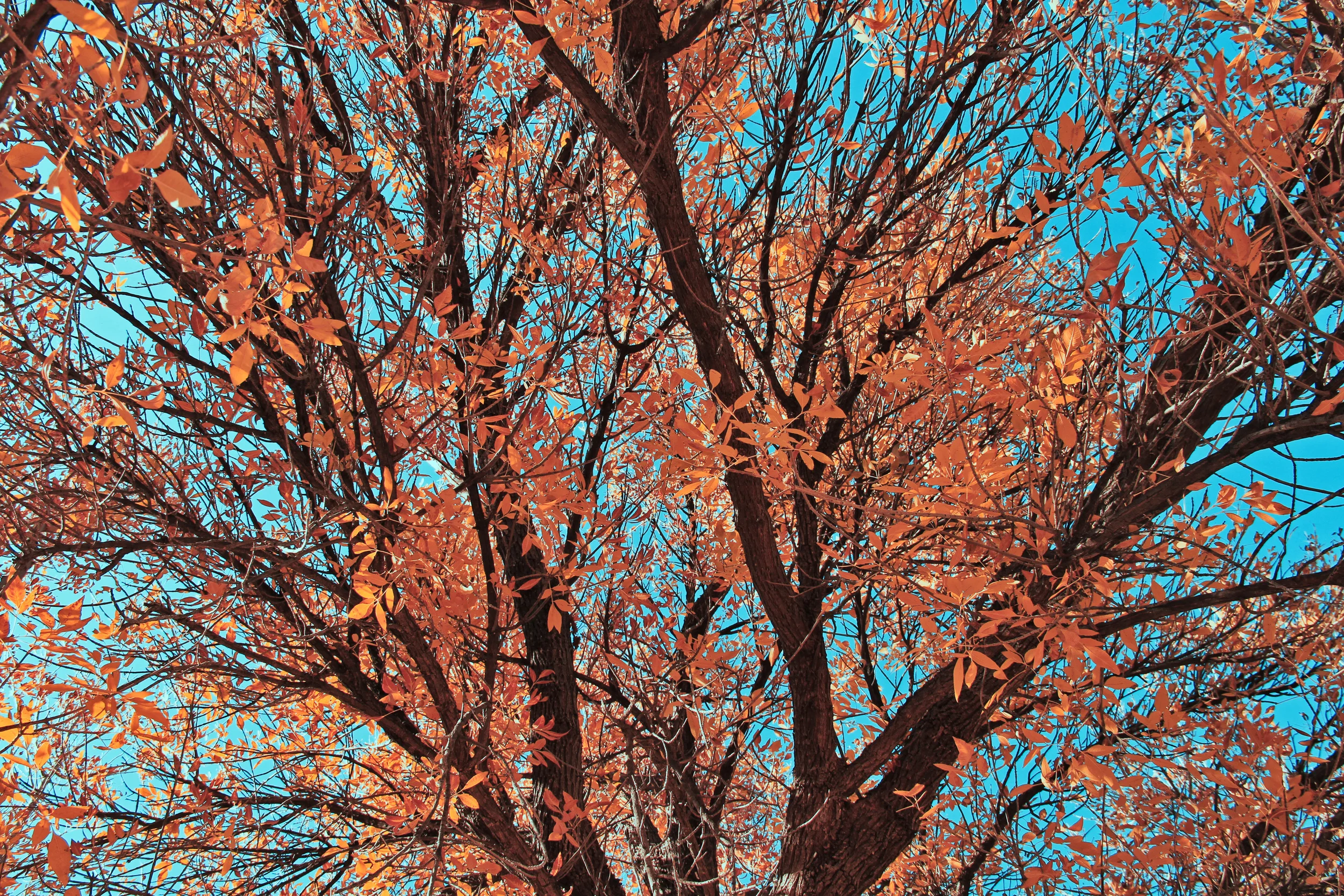 pollock6.jpg