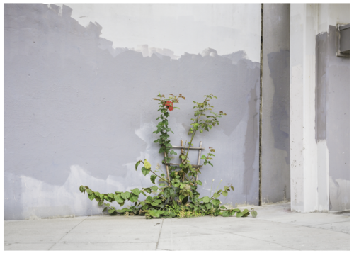 J. John Priola, Grey Wall , 2014